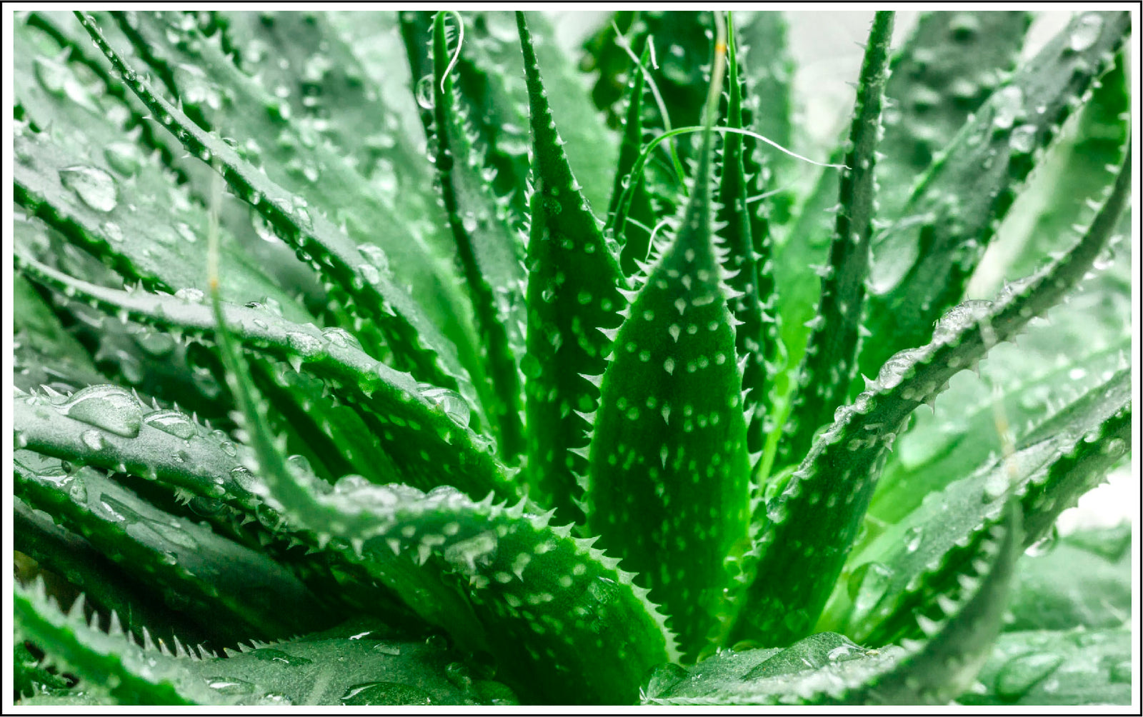 Image Aloe Vera Plant. Luminance Skincare Aloe Vera Toner.