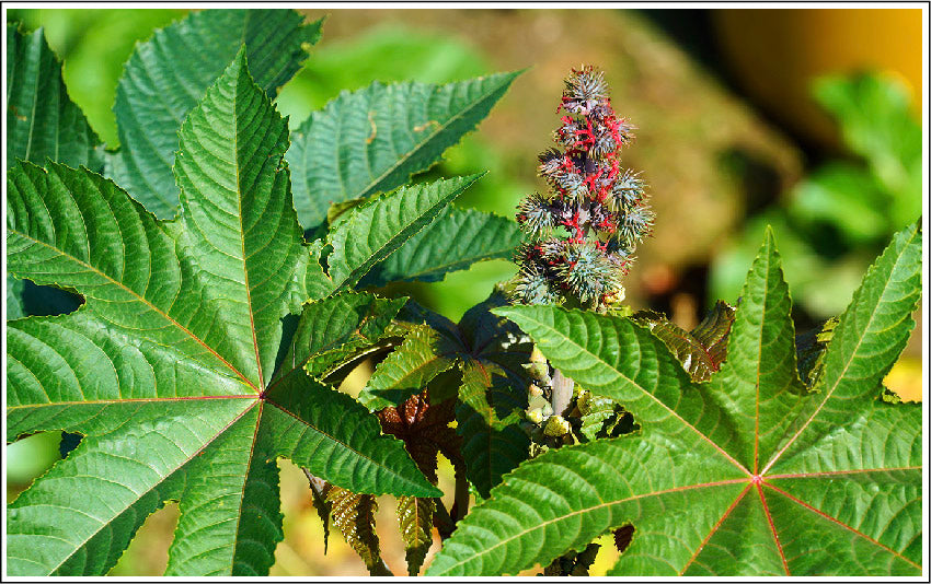 Castor Oil is Moisturizing, Cleansing, and Anti-bacterial