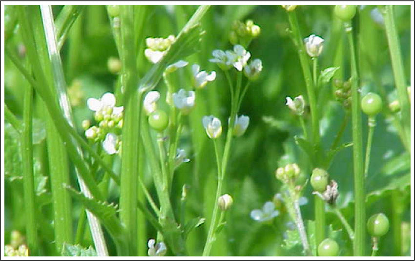 Abyssinian Seed Oil to Bring Your Skin to Greater Health and Radiance
