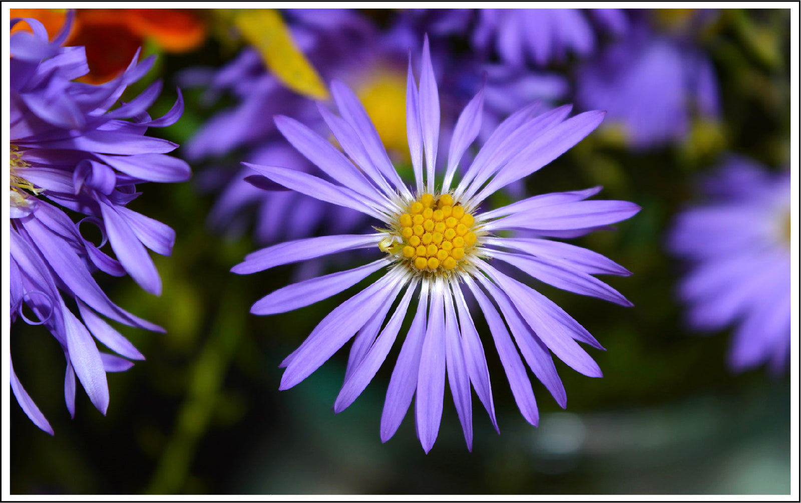 German Blue Chamomile, a Potent Anti-Inflammatory