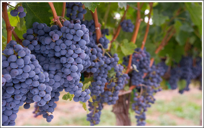 Grape Seed Oil, Rich in Nutrients, Vitamins and Essential Fatty Acids
