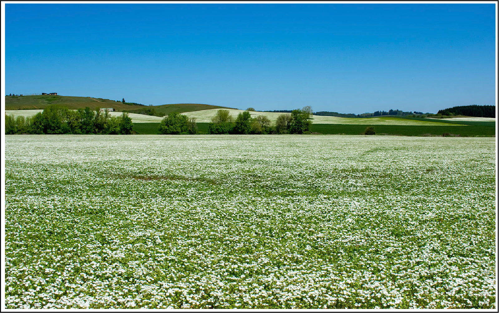 Meadowfoam Oil Is Super Rich With Beneficial Vitamins, Minerals And Antioxidants