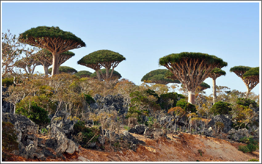 Dragon's Blood Extract is Rich in Protective Healing Compounds